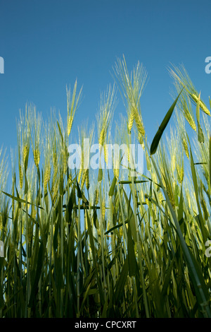 field of unripe barley on blue sky Stock Photo