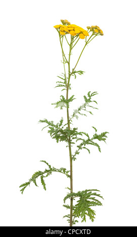 yellow inflorescence tansy(Tanacetum vulgare) on white Stock Photo