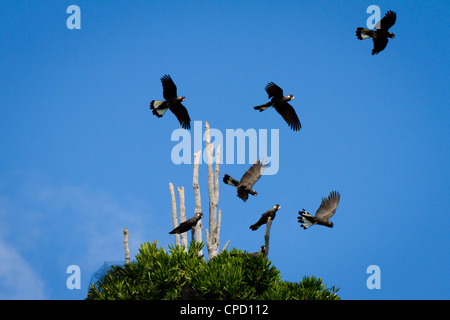 Carnaby's Black Cockatoos (Calyptorhynchus latirostris) Stock Photo