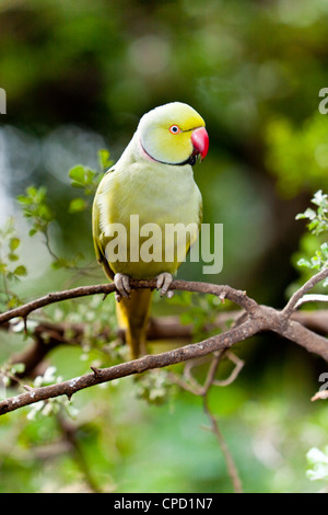 Rose-ringed Parakeet or Ring-necked Parakeet ( Psittacula krameri manillensis ) Stock Photo