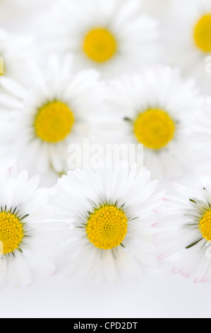 daisies full frame studio shot on white background Stock Photo