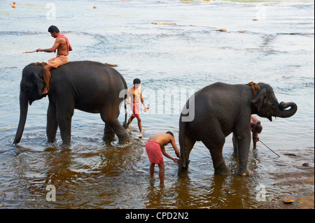 Elephant training centre at Kodanad, Kerala, India, Asia Stock Photo