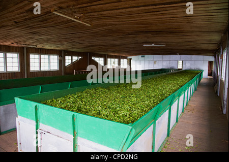 Sivakasi tea estate, the world's highest tea factory, Munnar, Kerala, India, Asia Stock Photo