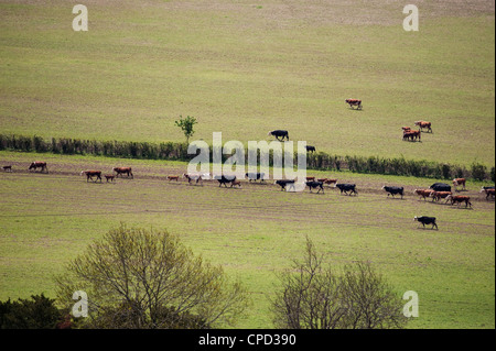Dairy cattle herd heading for the milking parlour at a farm in Surrey, England, UK Stock Photo