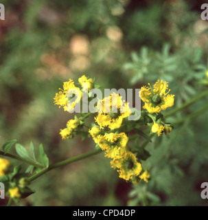 Fringed rue, Ruta chalepensis, a small shrub that lives in rocky environments in Crete, Greece, flowering in April and May. Stock Photo