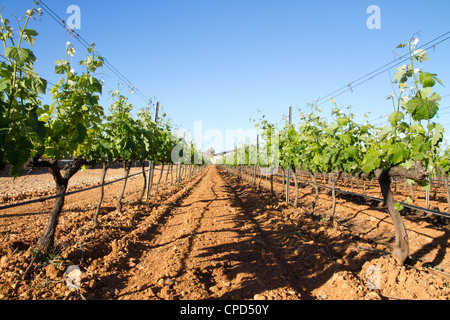 Vineyard grapevines field  'Jose' L Ferrer' Binissalem Majorca Mallorca Balearic Spain vines winery agriculture Stock Photo