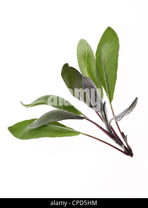 fresh sprig of sage leaves Stock Photo