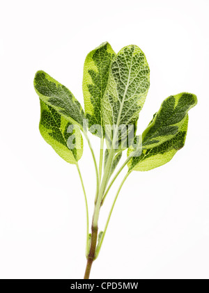 fresh sprig of sage leaves Stock Photo