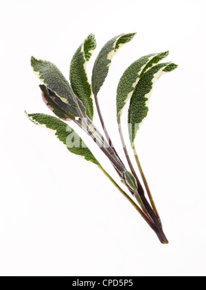 fresh sprig of sage leaves Stock Photo