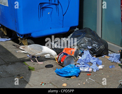 Herring Gull seagull scavenging through rubbish by a wheelie bin in Brighton city centre Stock Photo