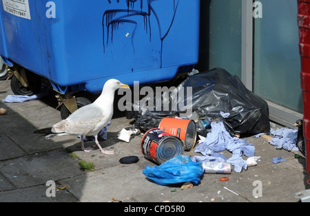 Herring Gull seagull scavenging through rubbish by a wheelie bin in Brighton city centre Stock Photo