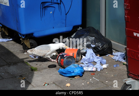 Herring Gull seagull scavenging through rubbish by a wheelie bin in Brighton city centre Stock Photo