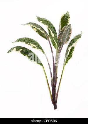 sprig of sage leaves Stock Photo