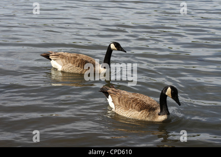 A pair of Canadian Geese floating on a lake. Stock Photo