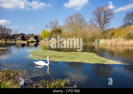 The River Ouse 'Great Ouse' A Mute Swan On The Water, The River Ouse Cambridgeshire England UK Stock Photo