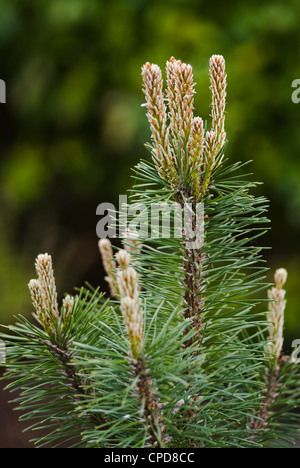 Pinus mugo 'Mops', fresh new shoots in spring. Stock Photo