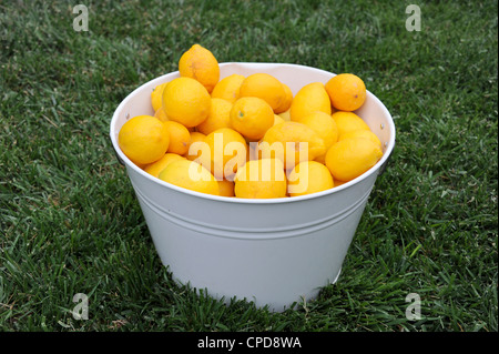 Lemons in a bucket Stock Photo