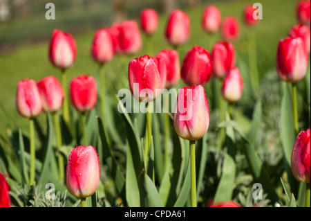 Tulipa ‘Judith Leyster’, Triumph Tulips Stock Photo - Alamy