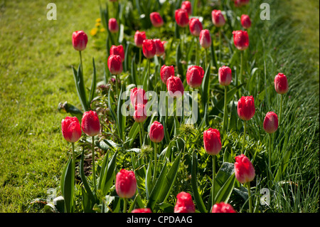 Tulipa ‘Judith Leyster’, Triumph Tulips Stock Photo