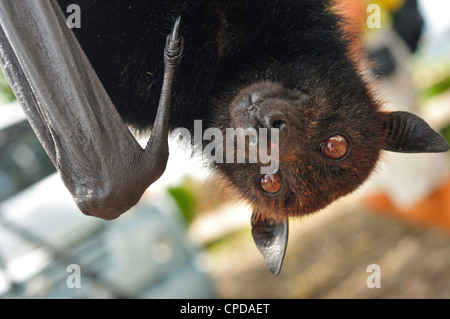 Large Flying Fox, Pteropus vampyrus, Pteropodidae, Bali, Indonesia, Asia Stock Photo