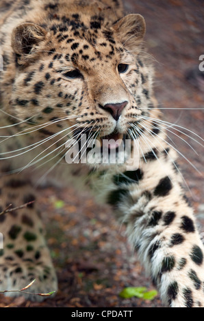 Male Amur leopard stretching Stock Photo