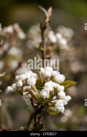 Pear blossom, Pyrus communis ‘Bergamotte d'Esperen’ Stock Photo