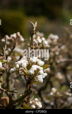 Pear blossom, Pyrus communis ‘Bergamotte d'Esperen’ Stock Photo