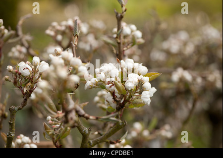 Pear blossom, Pyrus communis ‘Bergamotte d'Esperen’ Stock Photo