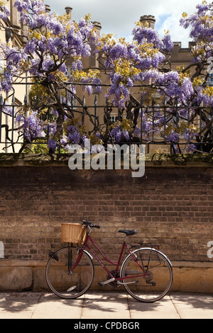 One bicycle against the wall of Sidney Sussex college in spring with wisteria, Sidney St, Cambridge UK Stock Photo