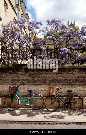 Cambridge bicycles; Two bicycles against the wall of Sidney Sussex college in spring with wisteria, Sidney St, Cambridge UK Stock Photo