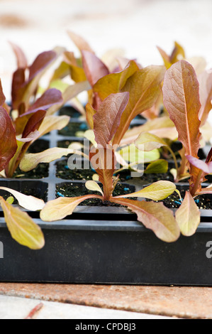Lactuca sativa 'Brune d'Hiver', Heirloom Lettuce seedlings Stock Photo