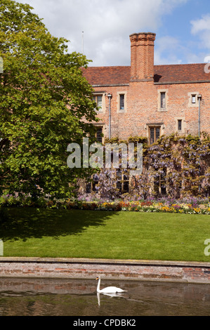 A swan on the River Cam by Magdalene College in spring, Cambridge UK Stock Photo