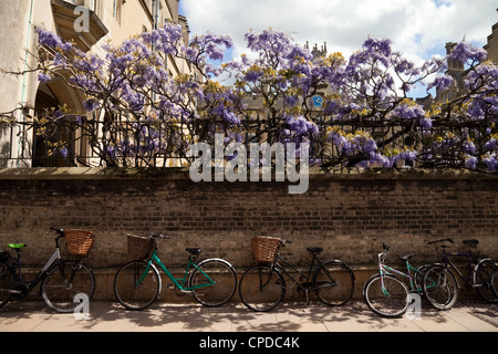 Bicycles against the wall of Sidney Sussex college in spring with wisteria, Sidney St, Cambridge UK Stock Photo