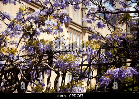 Sidney Sussex College and wisteria in flower, in Spring, Cambridge University UK Stock Photo