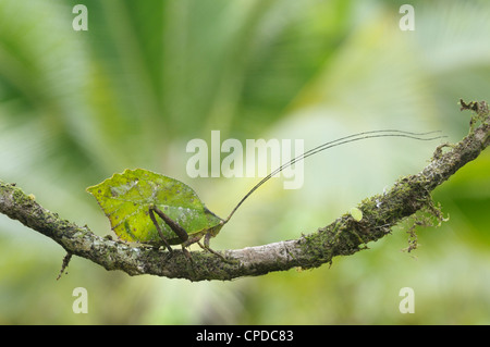 Leaf-mimic katydid, Tortuguero National Park, Costa Rica