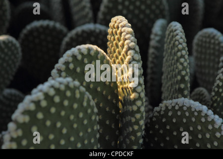 cactus spiky succulent green plants with spines in phallic ...