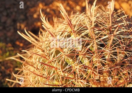 Close up view of a Beautiful Barrel Cactus Plant in the afternoon sun Stock Photo