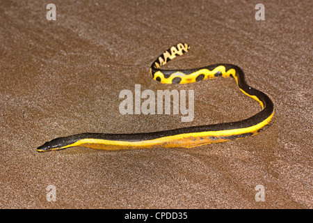 Yellow-bellied Seasnake Pelamis platurus Santa Rosa National Park, Guanacaste, Costa Rica 15 October Adult Stock Photo