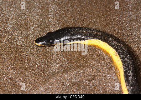 Yellow-bellied Seasnake Pelamis platurus Santa Rosa National Park, Guanacaste, Costa Rica 15 October Adult Stock Photo