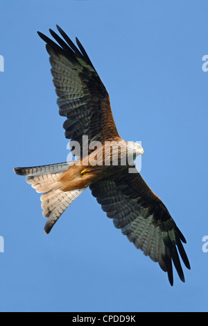 Red Kite (Milvus milvus) flying over the Brecon Beacons National Park, Wales, UK Red Kite (Milvus milvus) flying over the Brecon Beacons National Park, Wales, UK