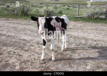 A Holstein cow lays on the ground after being dehorned as blood drips on it's head and body. Stock Photo