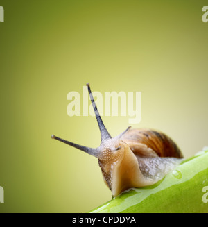 Common garden snail crawling on green stem of plant Stock Photo