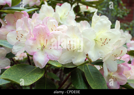 Pinkish white yellowish Rhododendron 'Laschgold' blossom Stock Photo