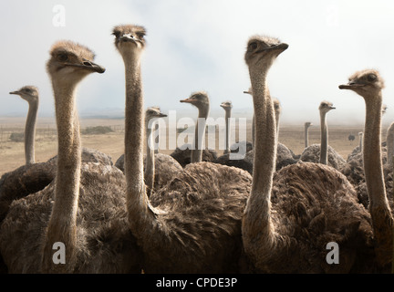 Group of ostriches on a farm with misty clouds Stock Photo