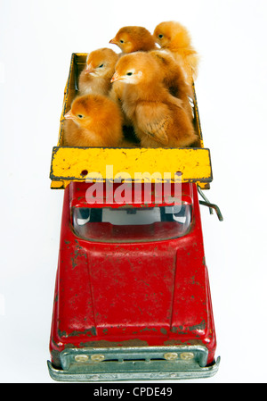 6 Chickens in the back of a vintage toy truck on white Stock Photo