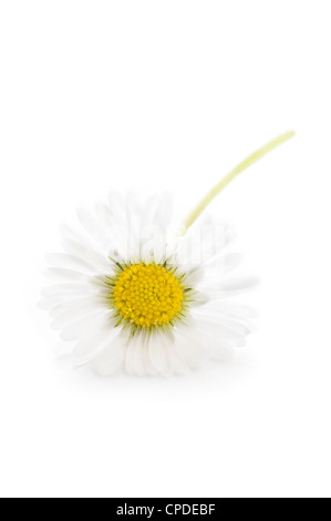 a single common wild english daisy isolated on a white background