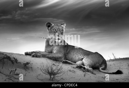 Lioness on desert dune (Artistic processing) Stock Photo