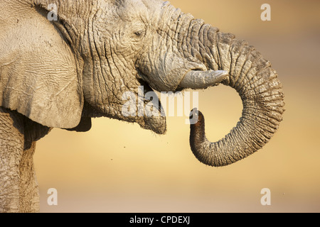 Close-up view of a muddy elephant drinking water in Etosha