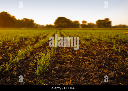 Young sugar cane crop (Saccharum officinarum) in field at sunset, Saijpur Ras, Gujarat, India, Asia Stock Photo