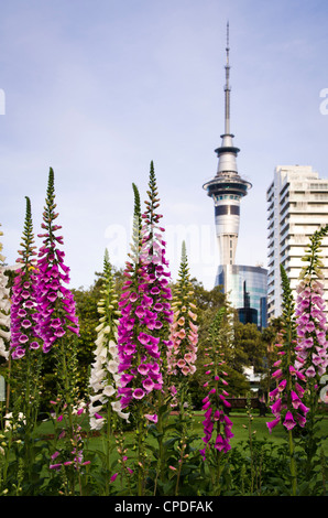 Albert Park, Auckland, North Island, New Zealand, Pacific Stock Photo